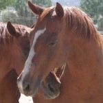 United Pegasus Horses