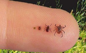 ticks-borne-diseases