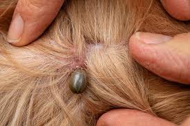 tick-borne-ticks-lyme-disease